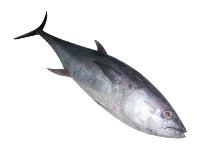 Tuna