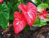 Anthurium Flowers