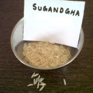 Sugandha Rice