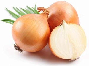 AFLR Onion Seed