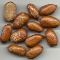 rivemona seeds