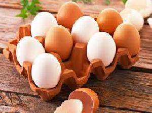 Egg Packaging Trays