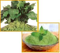 Green Vegetable Powders