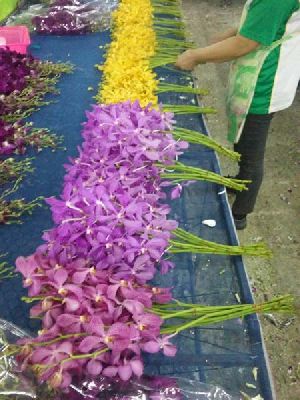Mokara Orchid Flowers