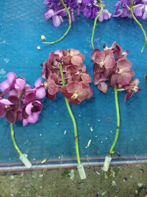 Vanda Orchid Flowers