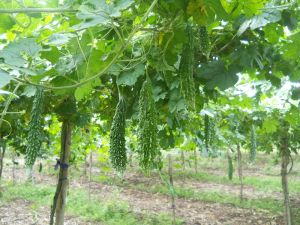 Fresh Bitter Gourd