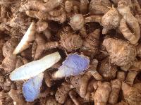 Black Turmeric