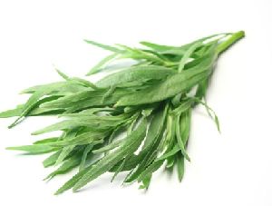 Tarragon Herb