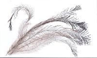 Emu Feathers