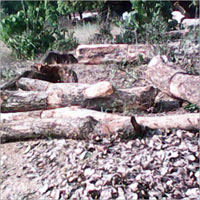 Timber Wood Log