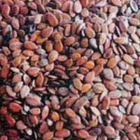 subabul seeds