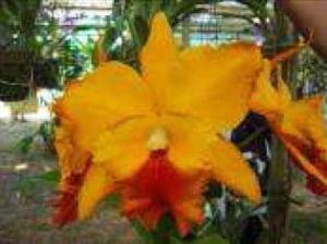 Cattleya Plants