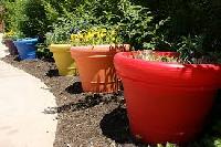 Plastic Planters