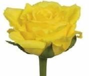 leonessa yellow roses