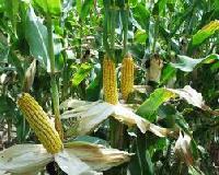 Maize