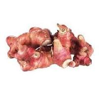 Galangal