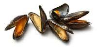 Mussels