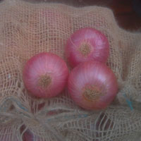 Nasik Onion