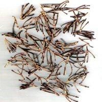 Clove Stems