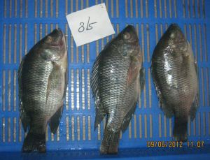 Frozen Whole Round Tilapia Fish