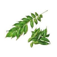 Curry Leaves