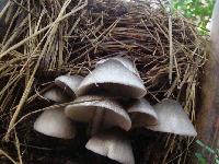 paddy straw mushrooms