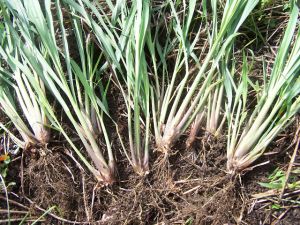 LEMONGRASS ROOTS