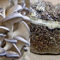 mushroom seeds
