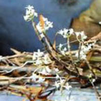 Herbal Roots - Jeewanthi
