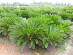 Cycas Plant