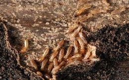 termite control chemical