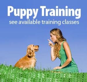 Puppy Training Cds