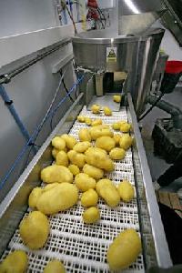 Potato Inspection Conveyor