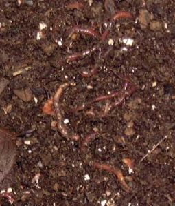 vermicompost