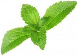 Stevia