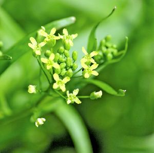 Camelina Elite Seeds For Cultivation