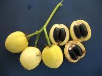 jatropha curcas seed