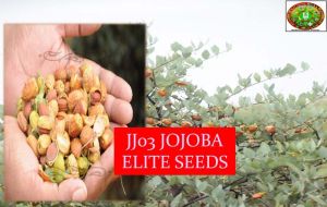 Jojoba Seeds