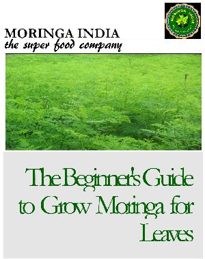 Densitive Moringa Farming System