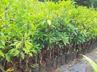 chikoo plants