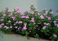 vinca rosea