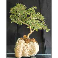 Bonsai Plant