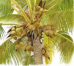 Coconut Plant