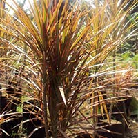 Dracena Marginata Plants