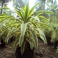 Dracena Victoria Plants