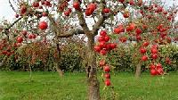 Fruit Plants