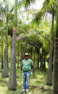 Bottle Palm Plant