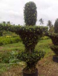 Ficus Black Plant