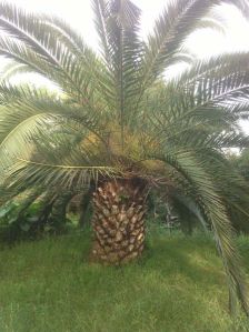 Phoenix Canariensis Plant