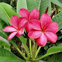 Plumeria Rubra Plant